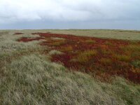 NL, Groningen, Het Hoge Land, Rottumeroog 1, Saxifraga-Mark Zekhuis