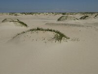 NL, Noord-Holland, Texel, De Hors 9, Saxifraga-Jan van der Straaten