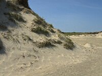 NL, Noord-Holland, Texel, Slufter 39, Saxifraga-Jan van der Straaten