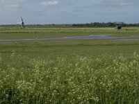 NL, Noord-Holland, Texel, Waal en Burg 6, Saxifraga-Jan van der Straaten