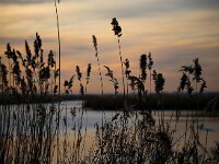 NL, Noord-Holland, Huizen, Wolfskamer 1, Saxifraga-Bart Vastenhouw