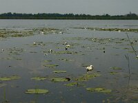 NL, Noord-Brabant, Cranendonck, Ringselven 8, Saxifraga-Jan van der Straaten