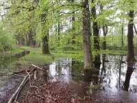 NL, Noord-Brabant, Eersel, Grootmeer 16, Saxifraga-Tom Heijnen