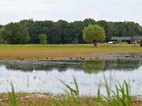NL, Noord-Brabant, Eersel, Houtven 1, Saxifraga-Tom Heijnen