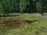 NL, Noord-Brabant, Goirle, Regte Heide, restored wouwer 2, Saxifraga-Willem van Kruijsbergen