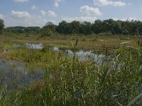 NL, Noord-Brabant, Oirschot, Winkelsven 31, Saxifraga-Marijke Verhagen