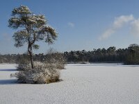 NL, Noord-Brabant, Oisterwijk, Voorste Goorven 10, Saxifraga-Jan van der Straaten
