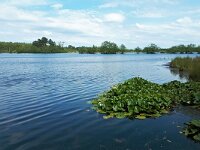 NL, Noord-Brabant, Reusel-De Mierden, De Flaes 3, Saxifraga-Tom Heijnen