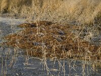 NL, Noord-Brabant, Someren, Beuven 20, Hypericum elodes, Saxifraga-Jan van der Straaten