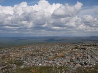 FIN, Lapland, Utsjoki, Kevo 5, Saxifraga-Dirk Hilbers