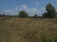 D, Niedersachsen, Schneverdingen, Wulfsberg 6, Saxifraga-Marijke Verhagen