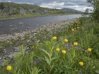 N, Finnmark, Hammerfest, Kvalsund 4, Saxifraga-Willem van Kruijsbergen