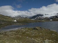 N, Innlandet, Lom, Sognefjell 12, Saxifraga-Jan van der Straaten