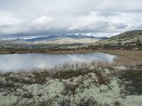 N, Innlandet, Sel, Klufttjonne 47, Saxifraga-Annemiek Bouwman