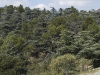 F, Bouches-du-Rhone, Saint-Remy-de-Provence 11, Saxifraga-Willem van Kruijsbergen