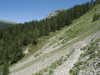 I, Sued Tirol, Sankt Ulrich, Balest 19, Saxifraga-Annemiek Bouwman