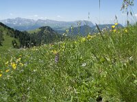 I, Sued Tirol, Sankt Ulrich, Seceda, Cuca 2, Saxifraga-Annemiek Bouwman