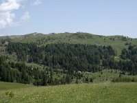 I, Sued-Tirol, Corvara, Col Alt 22, Saxifraga-Willem van Kruijsbergen