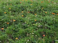 I, Sued-Tirol, Wolkenstein, Groednerjoch 3, Saxifraga-Hans Dekker