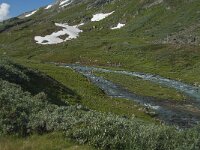 N, Innlandet, Lom, Krossbu 1, Saxifraga-Jan van der Straaten