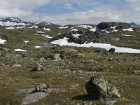 N, Innlandet, Lom, Sognefjell 19, Saxifraga-Jan van der Straaten