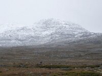 N, Innlandet, Oystre Slidre, Valdresflya 5, Saxifraga-Willem van Kruijsbergen