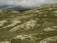 N, Innlandet, Sel, Holtjonne 5, Saxifraga-Willem van Kruijsbergen