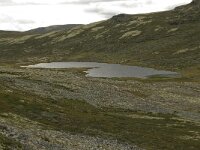 N, Innlandet, Sel, Hovringsvatnet 1, Saxifraga-Willem van Kruijsbergen