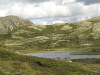 N, Innlandet, Sel, Klufttjonne 12, Saxifraga-Willem van Kruijsbergen