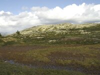 N, Innlandet, Sel, Mysuseter 13, Saxifraga-Willem van Kruijsbergen