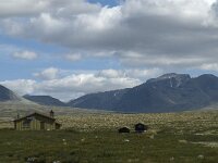 N, Innlandet, Sel, Mysuseter 19, Saxifraga-Jan van der Straaten