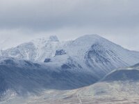 N, Innlandet, Sel, Mysuseter 40, Saxifraga-Willem van Kruijsbergen