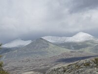 N, Innlandet, Sel, Mysuseter 42, Saxifraga-Willem van Kruijsbergen