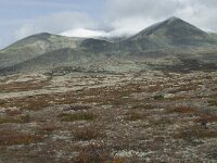 N, Innlandet, Sel, Peer Gynt Hytta 153, Saxifraga-Annemiek Bouwman