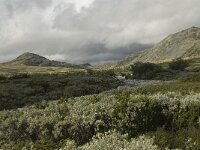 N, Innlandet, Sel, Peer Gynt Hytta 37, Saxifraga-Willem van Kruijsbergen