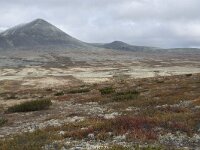 N, Innlandet, Sel, Peer Gynt Hytta 91, Saxifraga-Willem van Kruijsbergen