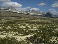 N, Innlandet, Sel, Rondvassbu 10, Saxifraga-Jan van der Straaten