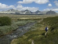 N, Innlandet, Sel, Rondvassbu 8, Saxifraga-Jan van der Straaten