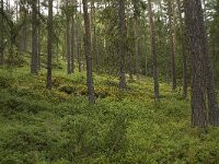 N, Innlandet, Sel, Sjoa 2, Saxifraga-Willem van Kruijsbergen