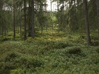 N, Innlandet, Sel, Sjoa 3, Saxifraga-Willem van Kruijsbergen