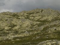 N, Innlandet, Sel, Smaahaarrtjonne 1, Saxifraga-Willem van Kruijsbergen