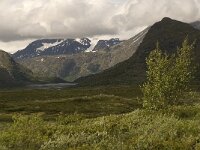 N, Innlandet, Vaga, Bessheim 2, Saxifraga-Jan van der Straaten