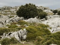 E, Cadiz, Grazalema 14, Saxifraga-Jan van der Straaten