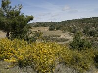 E, Granada, Jete, Meson Prados de Lopera 43, Saxifraga-Willem van Kruijsbergen
