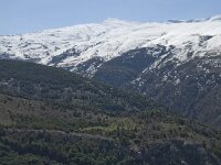 E, Granada, Monachil, Pradollano 7, Pico Veleta, Saxifraga-Willem van Kruijsbergen