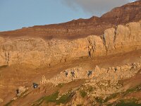 CH, Vaud, Ormont-Dessus, near Col du Pillon 2, Saxifraga-Tom Heijnen