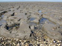 NL, Friesland, Noardeast Fryslan, Moddergat wad 3 Saxifraga-Foto Fitis-Sytske Dijksen