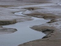 NL, Friesland, Schiermonnikoog, Veerdam 4, Saxifraga-Foto Fitis-Sytske Dijksen