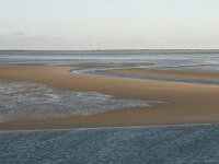 NL, Friesland, Terschelling, Terschellinger wad 11, Saxifraga-Hans Boll