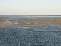 NL, Friesland, Terschelling, Terschellinger wad 8, Saxifraga-Hans Boll